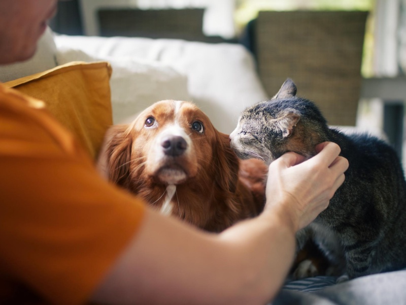 Cute dog looking at camera