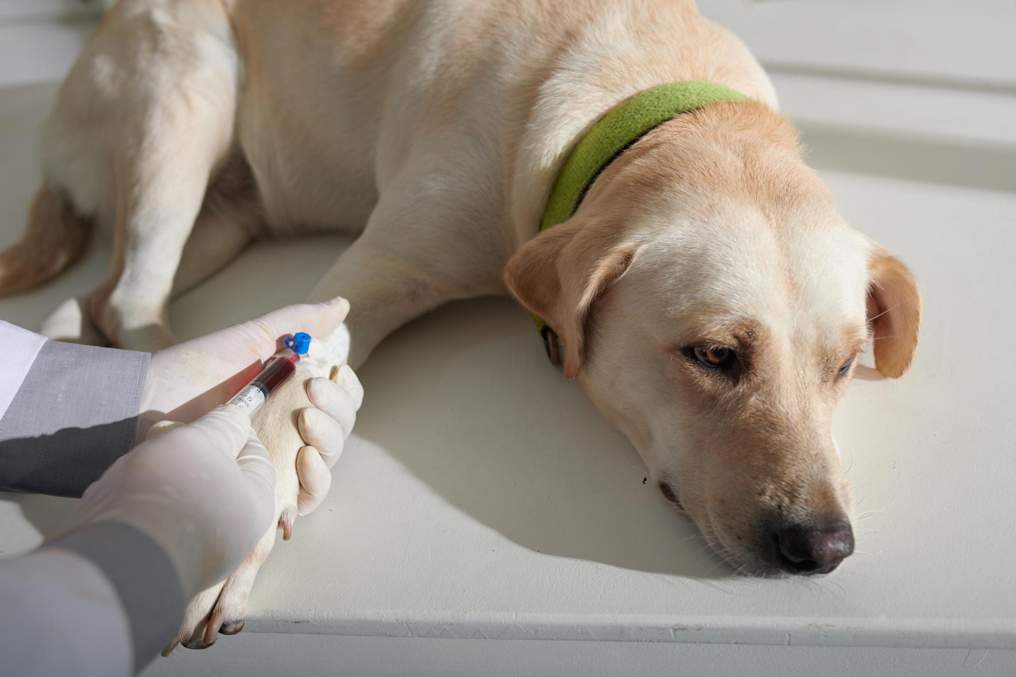 Heartworm Testing
