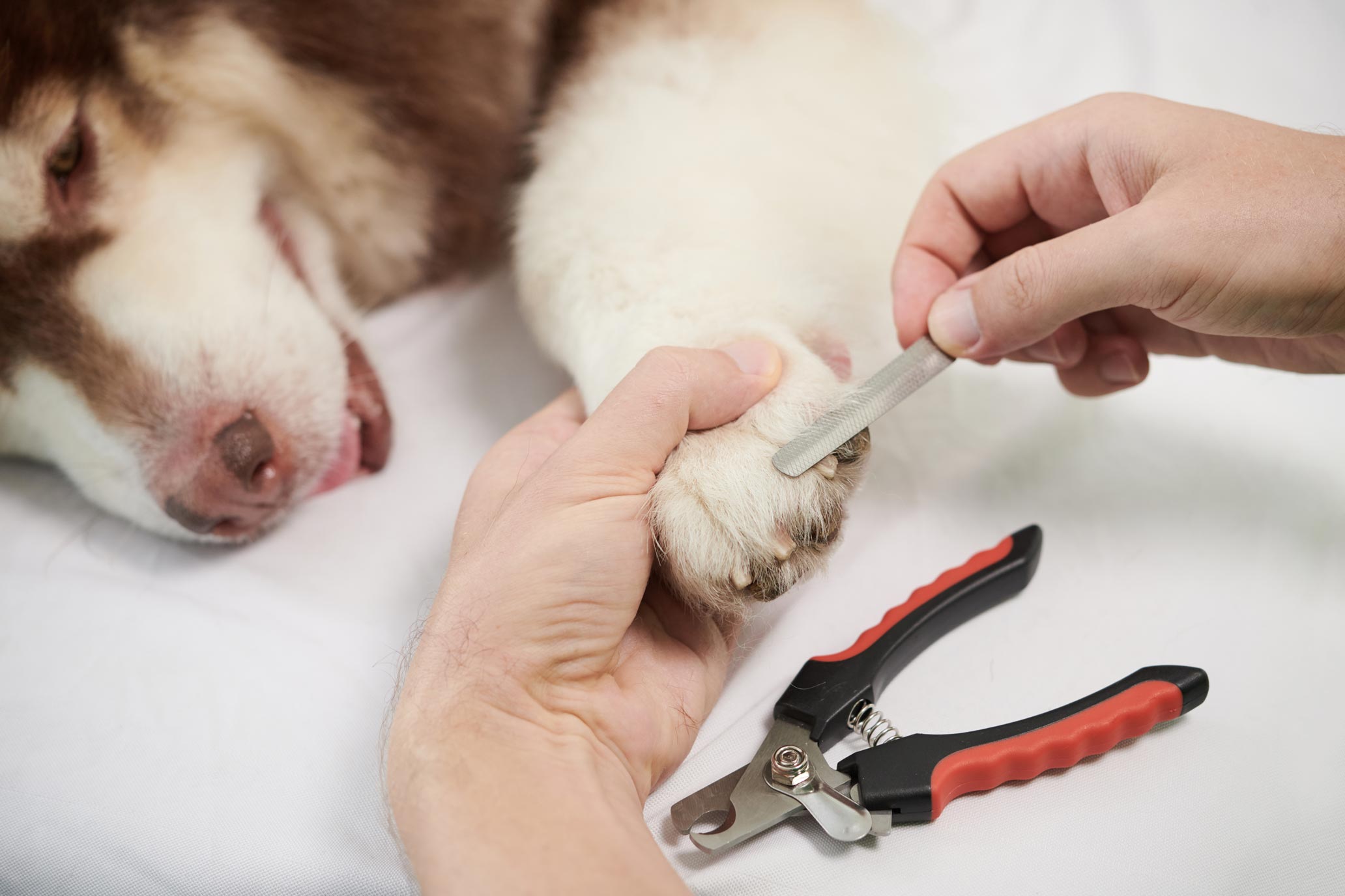 Comfortable Nail Trims for Dogs and Cats
