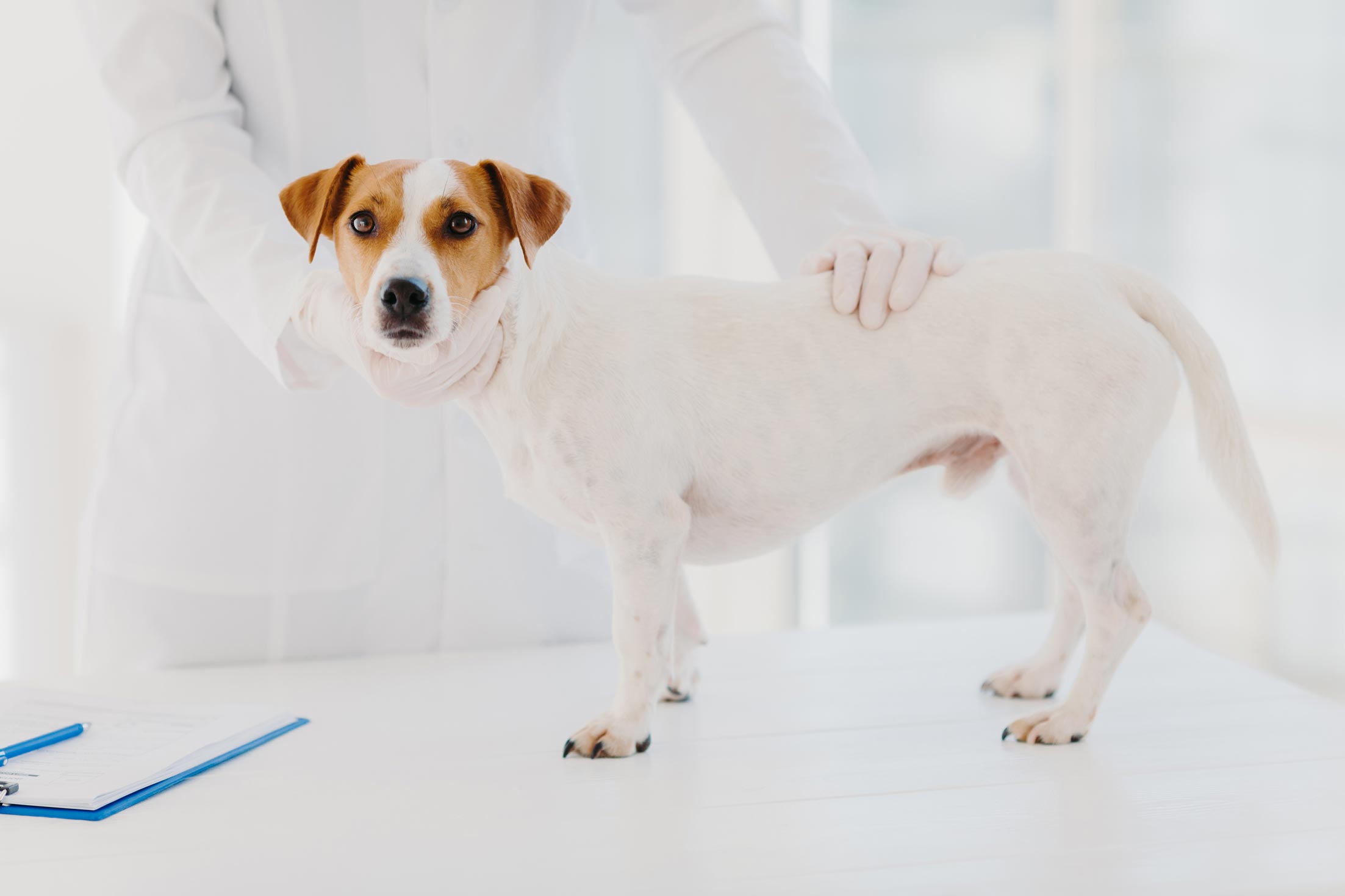 Wellness & Preventive Care Exams for Dogs and Cats