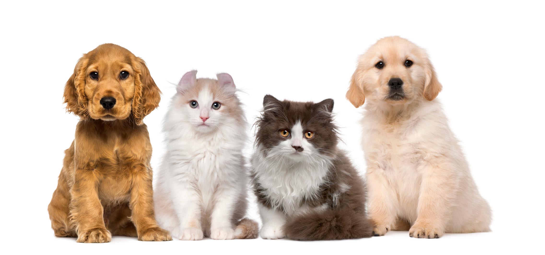 Thoughtful Reproductive Care for Pets