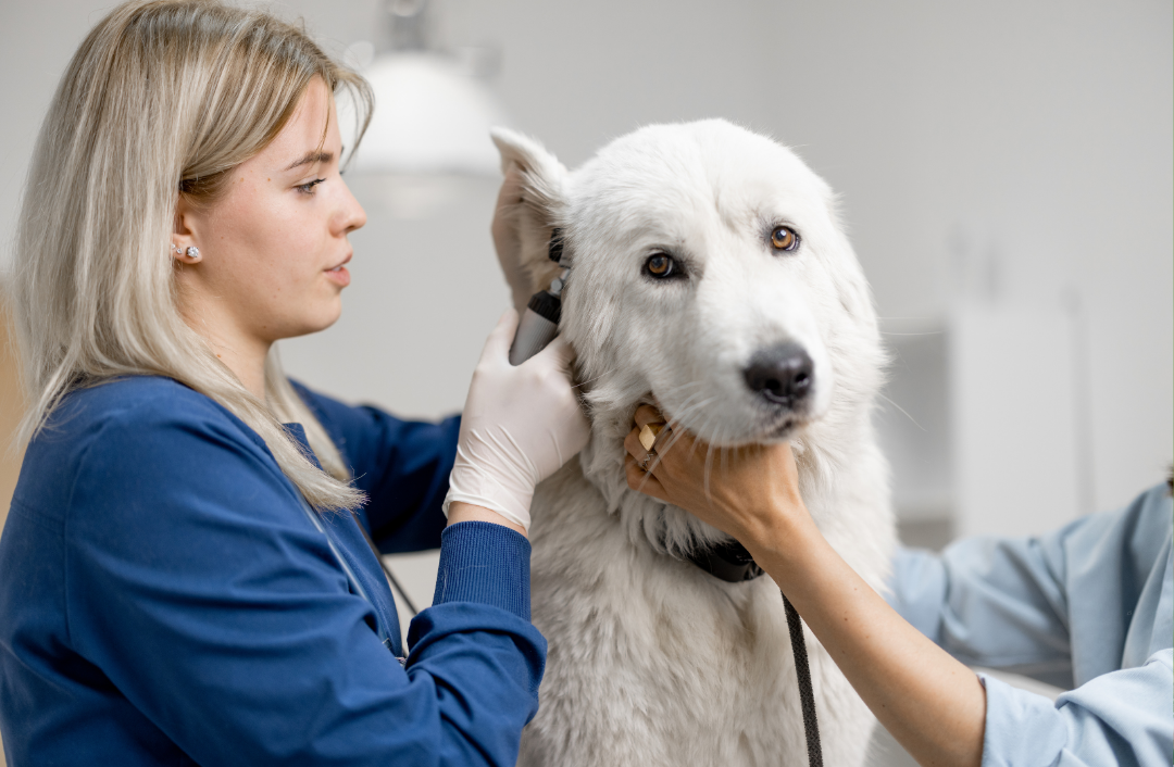 Why Won’t My Pet’s Ear Infections Go Away? The Allergy Connection